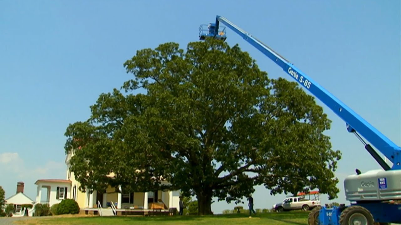 Installing Lightning Protection for Trees