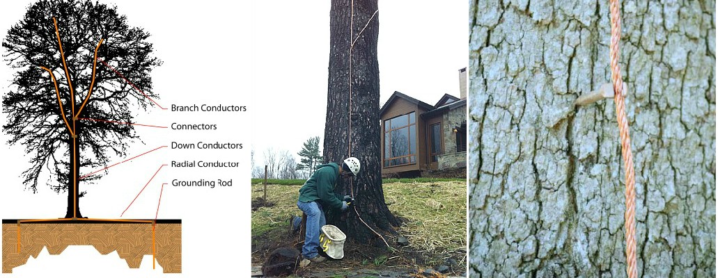 Lightning Protection for Trees