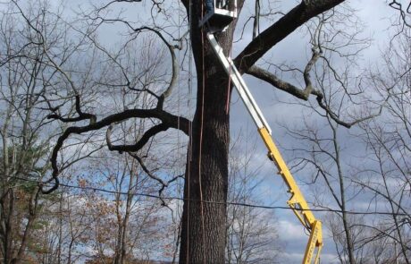 Tree Lightning Protection