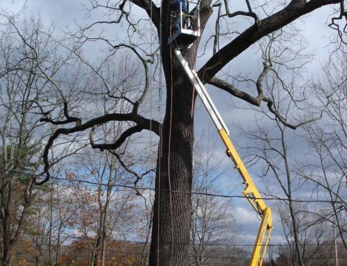 Tree Lightning Protection