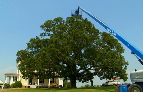 Tree Lightning Protection